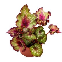 Harmony&#39;s Holly Jolly Begonia Rex 6 inch Curly White Splash Red and Green - £21.75 GBP