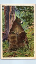 The Madonna of the Wilds Yellowstone National Park Montana Postcard Posted 1948 - £5.45 GBP