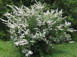 Spiraea June Bride Starter Plant Approx 5 7 Inch Fresh USA Shipping - £25.68 GBP