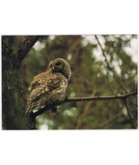 Postcard Animal Canada Barred Owl 4 1/2&quot; x 6 1/2&quot; - $2.96