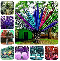 Worldwide Shipping 10 Pcs Rainbow Japanese Bottle Palm Bonsai Tree Exotic Plants - £8.59 GBP