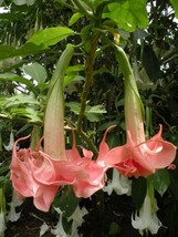 10 Charlotte Angel Trumpet Seeds Flowers Seed Flower Brugmansia Datura - £12.69 GBP