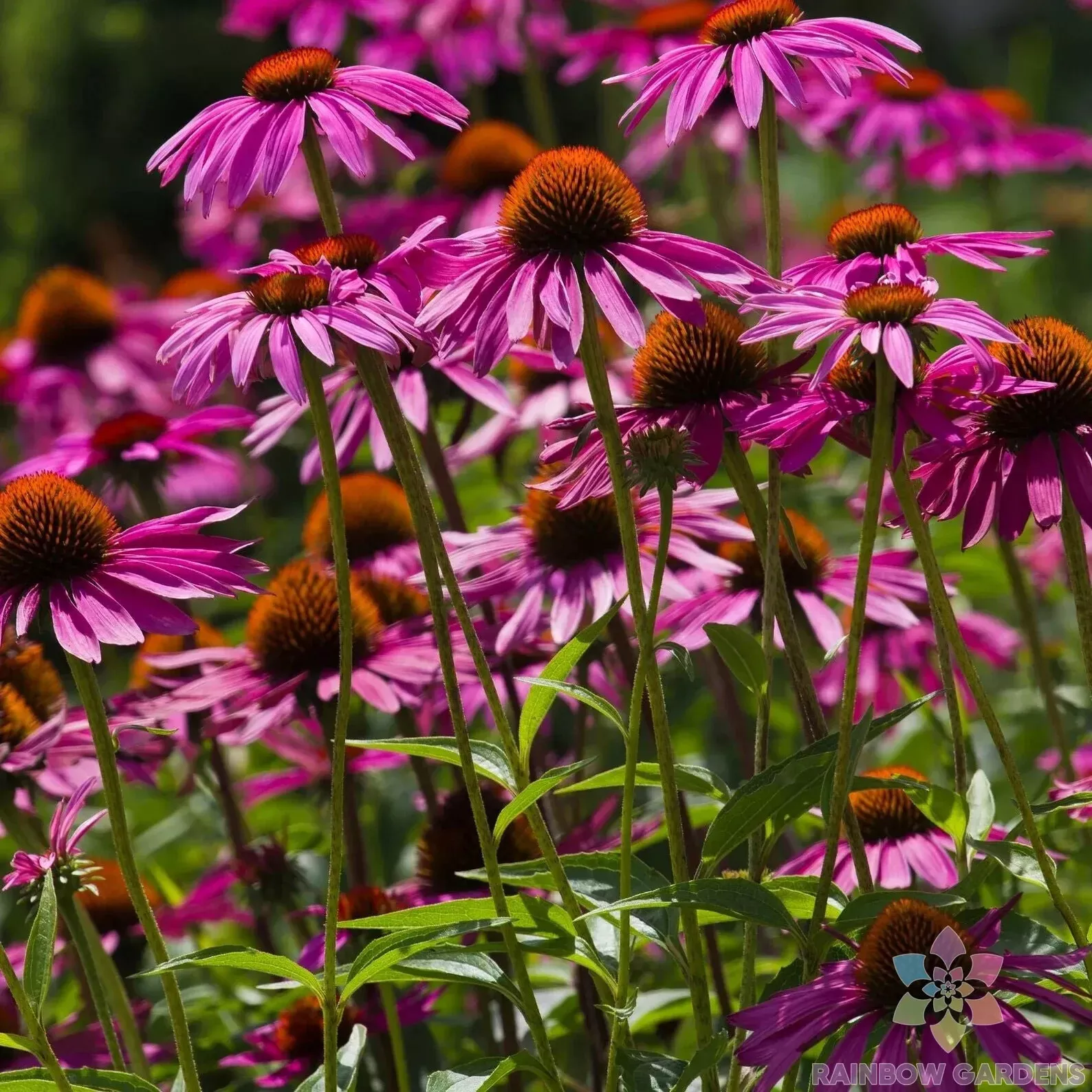 Seeds USA Seller 200 Pink Coneflower Rudbeckia Seeds Planting - $10.96