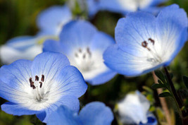 Baby Blue Eyes Seeds Heirloom Wildflower Seeds Very Early Spring Bloomer 75ct - £7.16 GBP