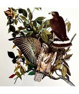 Broad Winged Hawk Bird 1950 Lithograph Print Audubon Nature First Editio... - €25,86 EUR