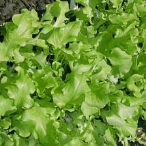 Green Salad Bowl Leaf Lettuce Seeds, NON-GMO, Cutting Variety, FREE SHIP... - $2.21 CAD+
