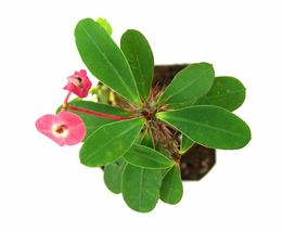 4&quot; Pot Crown of Thorns Red Live Plant Beautiful Pink Petals Indoor Flowers Yard - £52.68 GBP