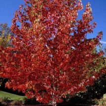 Sweet Gum Seeds Liquidambar Styraciflua Fresh Seeds USA - £14.89 GBP