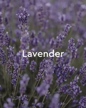 Kneipp Lavender Herbal Bath Oil, Relaxing Soak, 0.67 fl oz image 2