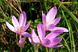 30 Meadow Saffron Crocus Seeds  Colchicum Autumnale  Autumn Blooming Crocus From - $11.95