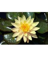 WATER LILY YELLOW  MUNGKALA UBON TUBER -  Live Plants  SUPER PRICE!!!!!! - $417.51 MXN