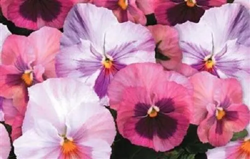 50 Pansy Seeds Delta Premium Pink Shades Garden - £10.22 GBP