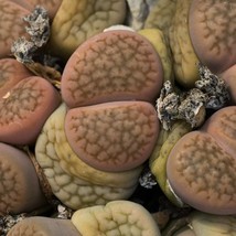 Rare Lithops Seeds (10) - Fulviceps v.lactinea, Perfect for DIY Miniature Rock G - £7.59 GBP
