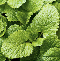 PWO 700 Organic Lemon Seeds Balm Herb Lemon Balm Seeds Seed Mint Melissa / Ts - £5.41 GBP