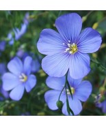 500 Seeds Blue Flax Seed Organic Beautiful Flax Flowers - £15.17 GBP