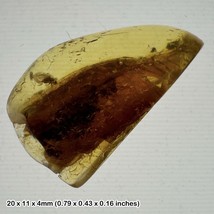 Fossilized baltic amber copal with fly insect inclusion - genuine specimen - $30.62