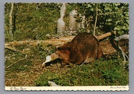 A Busy Beaver Postcard Dexter Press International Unposted PC - £3.67 GBP