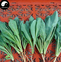 Isatidis Semente 200pcs Plant Traditional Medicine Herb Isatis Tinctoria Grow In - $8.94