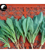 Isatidis Semente 200pcs Plant Traditional Medicine Herb Isatis Tinctoria... - $8.94