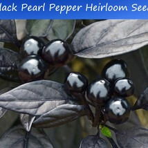 New Fresh Pepper Seeds Black Pearl 10 Seeds Hot An Ornamental Perfect Fo... - £14.54 GBP