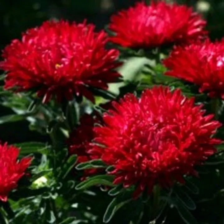 US Seller 50 Seeds Aster Milady Scarlet - £7.62 GBP