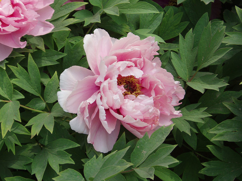Primary image for New 'Chen Xi' Double Petalled Pink Peony Tree Flower Seeds, Professional Pack, L