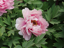 New &#39;Chen Xi&#39; Double Petalled Pink Peony Tree Flower Seeds, Professional Pack, L - £8.60 GBP