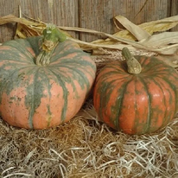 Squash Seeds 25 Speckled Hound Seeds Winter Squash Fresh Seeds - £25.10 GBP