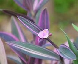 Variegated Purple Heart Starter Plant - £4.41 GBP