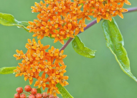 30 Seeds - Butterfly Weed, Hummingbirds Magnet Beauty, Orange Flower - £1.99 GBP