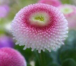 TH 50 Seeds Bellis English Daisy Strawberries And Cream Flower Seeds / Perennial - £12.05 GBP