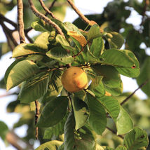 Live Plants Cotton fruit Santol Sandoricum koetjape Tropical Fruit Tree ... - £55.06 GBP