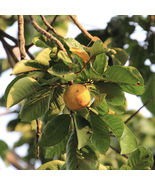 Live Plants Cotton fruit Santol Sandoricum koetjape Tropical Fruit Tree ... - £55.77 GBP
