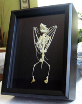 Real Vampire Wolf Faced Bat Skeleton Eonycteris Spelaea Taxidermy Museum Quality - $129.99