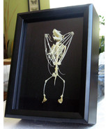 Vampire Skeleton Wolf Faced Bat Eonycteris Spelaea Framed Taxidermy Shad... - $176.57 CAD
