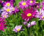 500 - Painted Daisy Seeds Colorful Fresh Fast Shipping - $8.99
