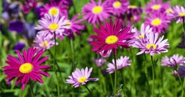 500 - Painted Daisy Seeds Colorful Fresh Fast Shipping - £7.07 GBP