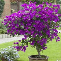 PATB Well Rooted VIOLET Bougainvillea starter - plug plant - £23.44 GBP