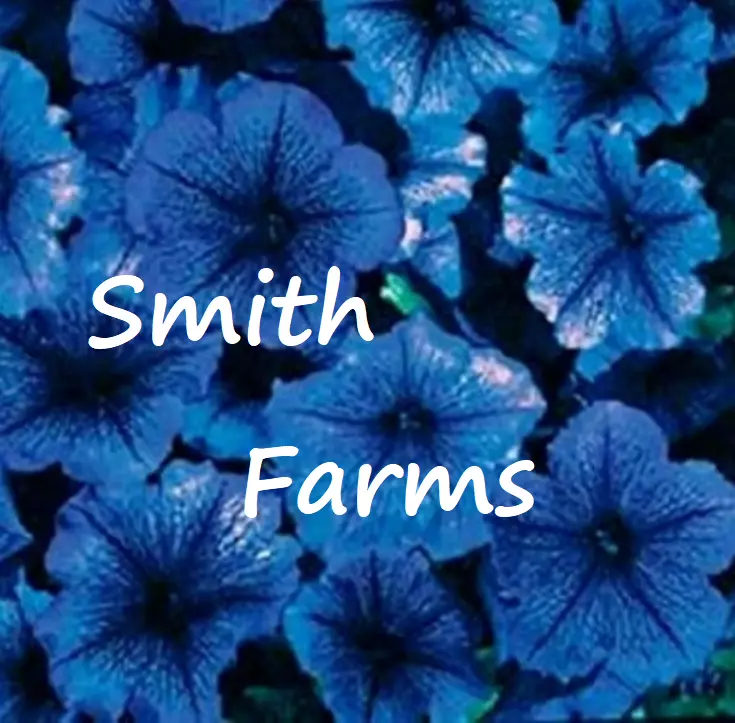 50+ Seeds Ice Blue Petunia Flowers Brightly Colored Garden - $6.94
