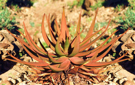 BPASTORE 100 Seeds Store Aloe Gariepensis Exotic Cacti Xeriscaping Succulent Rar - £25.30 GBP