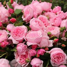 50 Rose Heirloom Climbing Flower Seeds - $10.10