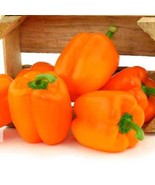 SR 50 Orange Bell Pepper / Sweet Pepper Seeds - Harvested November 2022 - $7.98