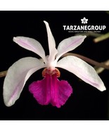 HOLCOGLOSSUM KIMBALLIANUM SMALL ORCHID MOUNTED - $60.34 CAD
