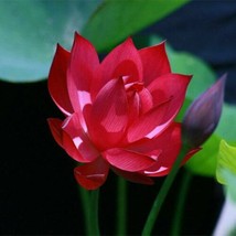 5 Red Water Lily Flowers Seeds #STL17 - £14.37 GBP