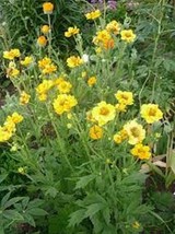 50 Pcs Lady Stratheden Geum Chiloense Flower Seeds #MNSS - £11.79 GBP