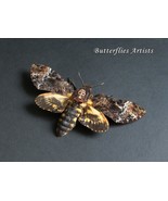 Acherontia Lachesis Real Deaths Head Moth Taxidermy Framed Entomology Sh... - $109.00