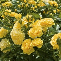 Rose Bush Starter Plant****Julia Child** Ships Without Pot** Gardening - $70.00
