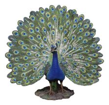 Large Gallery Quality Male Peacock With Exotic Iridescent Train Plumage ... - $504.53 CAD