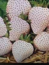 Grow Your Own 20 Organic White Strawberry Plants -Pineberry Live Small Bareroot - £20.00 GBP