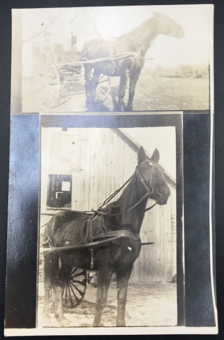 Primary image for 1904-1918 AZO RPPC Black Work Horse Profile w/ Carriage Real Photo Postcard